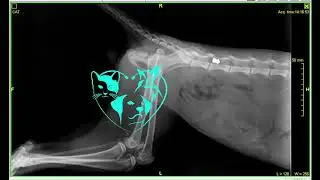 cat Shot with a  Gun