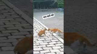 biili vs faiting #shorts #tiktok #biili #cat #catlover #BIILI