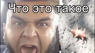Что за животные я в шоке 🤯