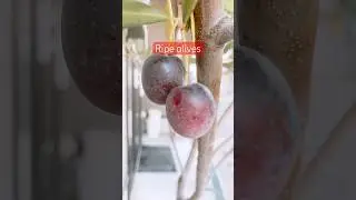 Ripe olives #shortsvideo #olivertree #oliveoil #shortsviral