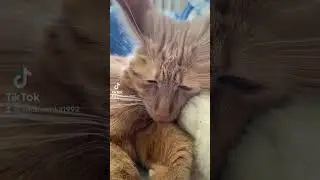 Блин отстань😂😂😂