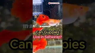 Guppy Fish Care - Can Guppies Live in Saltwater ? #fishtank #guppychannel