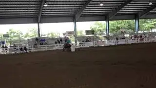Justanuther Guy AQHA Stallion