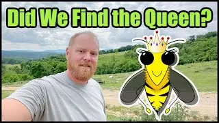 Did We Find the Queen? | Bee Update