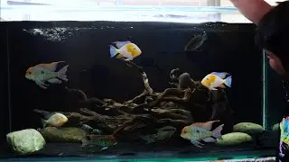 HOW TO SETUP AN AQUARIUM || BEST CICHLID TANK SETUP || 5FT AQUARIUM SETUP || GEOPHAGUS TANK SETUP