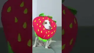 Strawberry Dogs Meet Banana Dog 