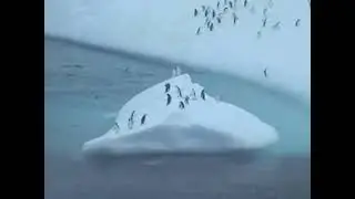 Chinstrap penguins in Antarctica