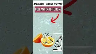 Апельсин + слюна.  Проверка на рост грибка 