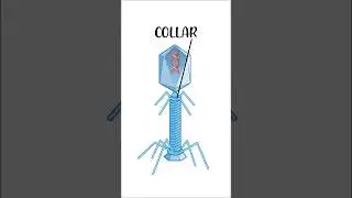Bacteriophage Structure | Parts of a Bacterial Viruses | Parts of a Bacteriophage