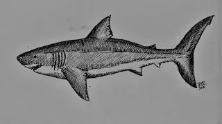 How to Draw a Great White Shark - Drawing Tutorial