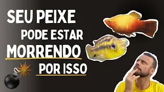 POSSÍVEIS CAUSAS DE MORTE DO SEU PEIXE…