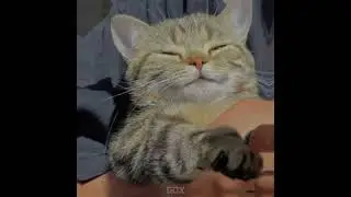 cats fr 🤫🧏‍♂️