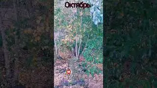 Как менялся лес осенью. 2022