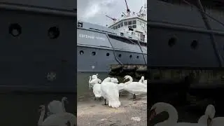 Kaliningrad, Калининград #shorts #kaliningrad #калининград