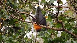 Flaying Fox | Fruit Bat