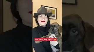 Немецкий боксёр. Собака и человек.