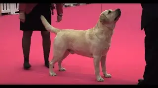 Labrador Retriever - Bests of Breed