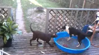Trio and Eisley #bordercollie #chocolatelab