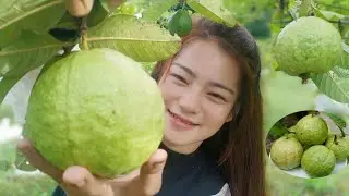 Picking Guava | Eating Guava With Hot Chili | Guava Eating | by Beautiful Countryside Life TV