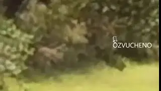 Орёл унёс кота