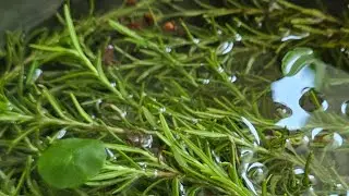 Rosemary, brahmi, clove and japapati hair spray.