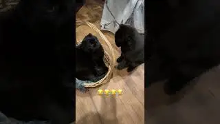Котики и кошки!! Стоит ли заводить вторую кошку??