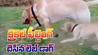 క్రికెట్ ఫిల్డింగ్ చేసిన లాబ్ డాగ్