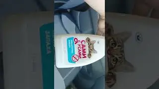 как дешево удалить запахи в салоне авто