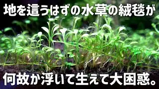 Grass growing in the air... moss turning dull... stem plants growing out of control... this is wh...