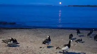Canada Geese & Moonlight  In Helsinki, Finland #canadagoose #moonlight