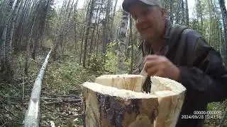 солонец