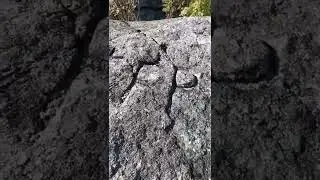 Izerski, dziki Krogulec z Polany Jakuszyckiej [Sudety Zachodnie]