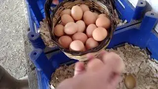 Chicken Egg Collecting
