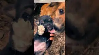 Уже открываем глаза #shortvideo #shortsvideo #video #animals #собака #youtubeshorts