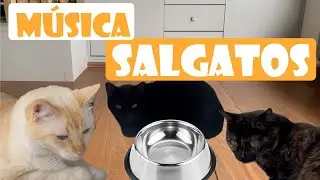 GATOXINHA XINHA XINHA - MÚSICA SALGATOS