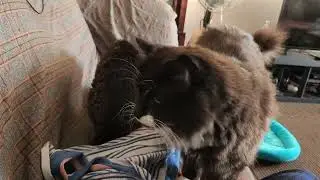 *First Time Caught on Camera! Guess What Tigger Was Telling Jazz*