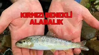ALABALIK NASIL TUTULUR -ALABALIK AVI TEKNİKLERİ