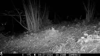 Red deer hind appears first and then the stag.