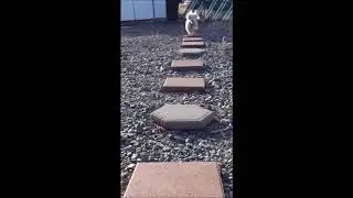 Look How Quickly My Dog Learns A New Trick