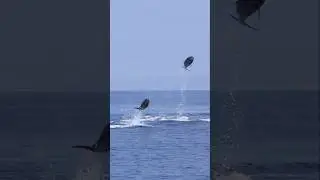 Watch these dolphins soar! #shorts #dolphin
