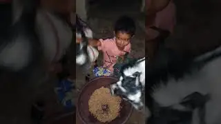 qurbani ke janwar se 😱😱eass bache ka mohabbat #cutebaby #qurbani Mubarak