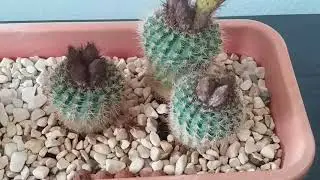 Начало цветения кактуса Echinopsis