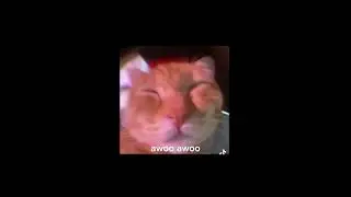 awoo cat from tiktok