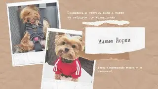 просто видео с милыми собачками🐕💕🥰