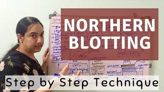 Northern Blotting | Northern Blotting Technique | Northern Blotting Procedure -CSIR NET Life Science
