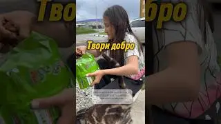 #влог #cat #творидобро #кошки