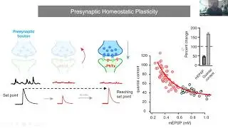 Talk: Genetic link between impaired homeostatic plasticity and neurodevelopmental disorders