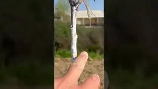 Нок кўчатларини мулчалаш ва томчилатиб суғориш