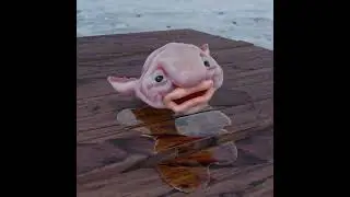 blobfish in a dock