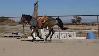 Terrence Nicholes - Trick Rider